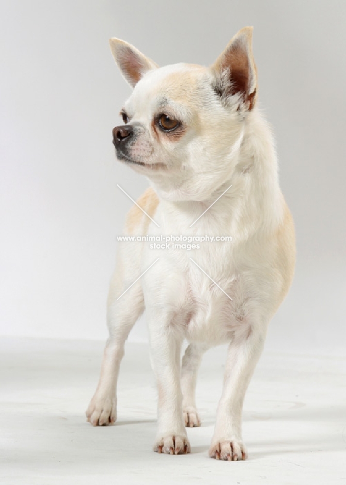 White & Cream Australian Gr Champion Chihuahua Smooth