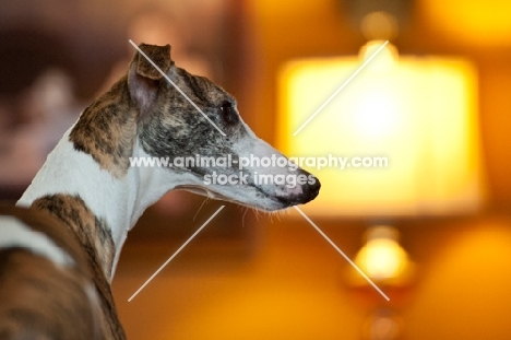 dog at home in profile with lamp in background