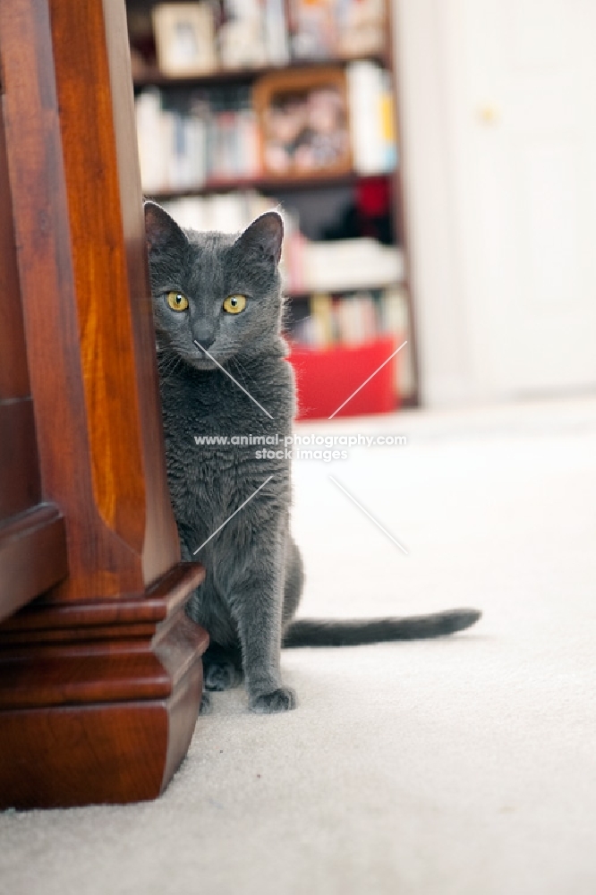 grey cat sitting next to bed post