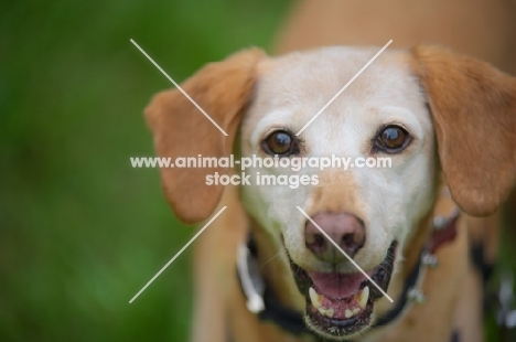 portrait of a happy mongrel dog smiling