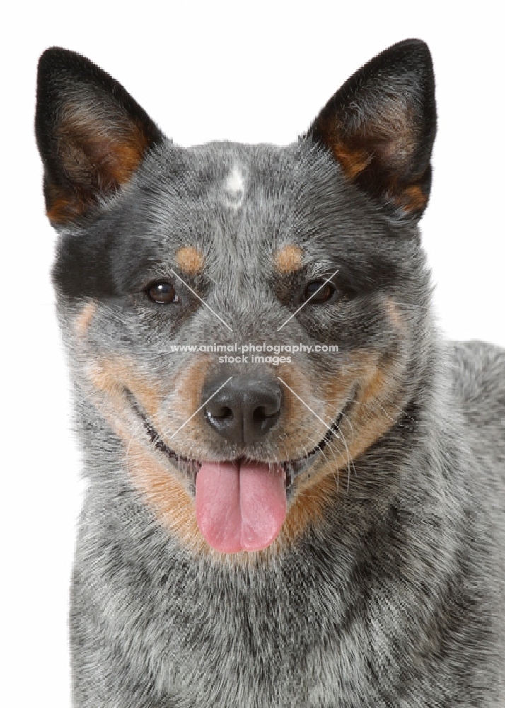 blue black tan Australian Cattle Dog, looking at camera