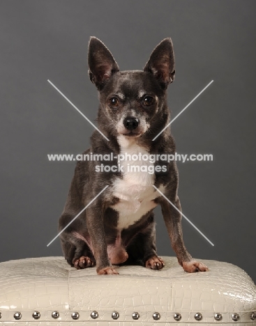 brown and white Chihuahua sitting on white seat