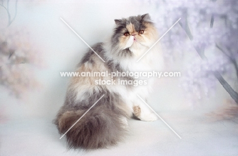 dilute Persian