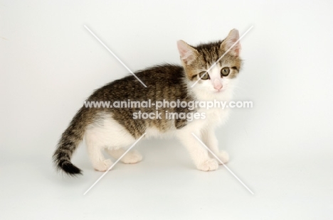 tabby and white kitten side view