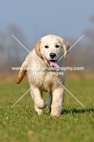 young Golden Retriever pup