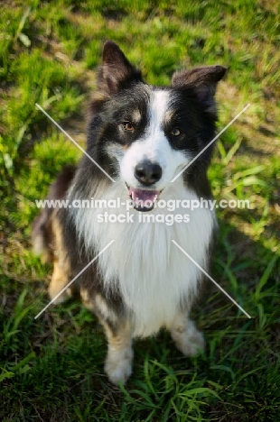 black tricolor australian shepherd sitting in the grass and smiling at camera