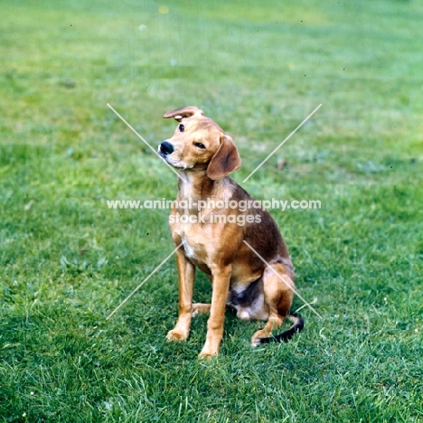 smooth coated lurcher sitting on grass