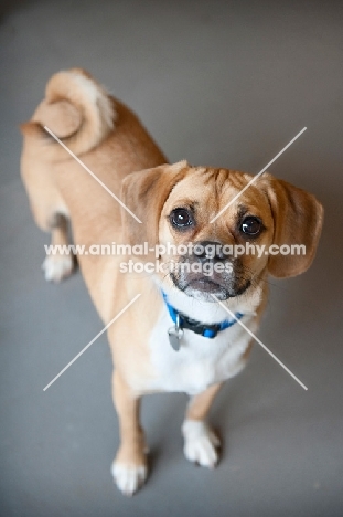 pug mix with curly tail looking up