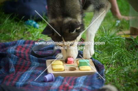 siberian husky playing with an interactive dog toy 