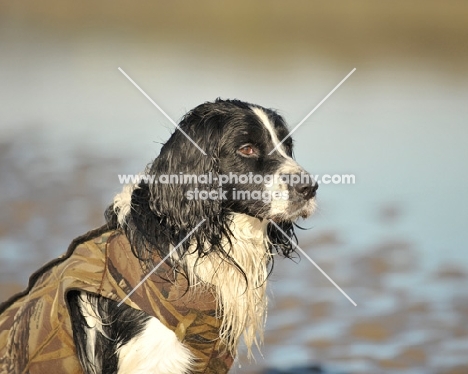 working wet english springer spaniel