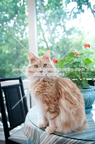 orange tabby sitting on table