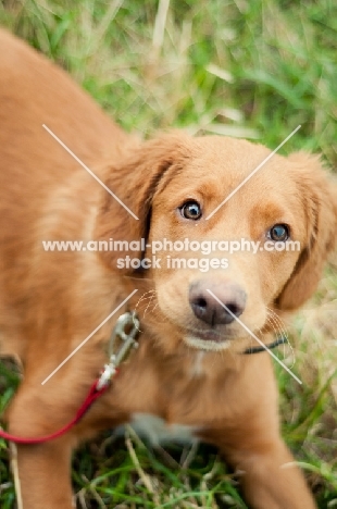 young Nova Scotia Duck Tolling Retriever 