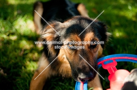 Mongrel with frisbee ring