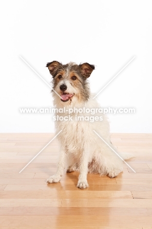 mixed breed dog sitting on wooden floor