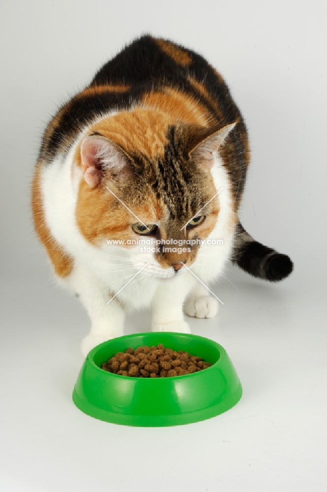 non pedigree tortie and white cat eating food from green bowl