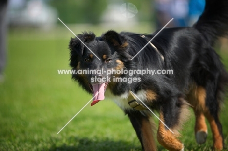 black tri color australian shepherd with tongue out