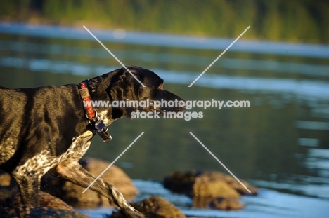 German Shorthaired Pointer looking over water