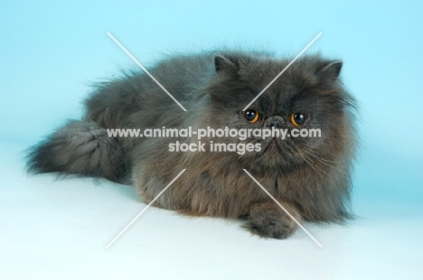 blue persian cat lying down on blue background