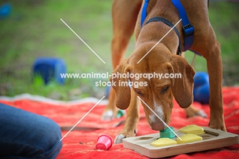 dog playing with an interactive dog toy 