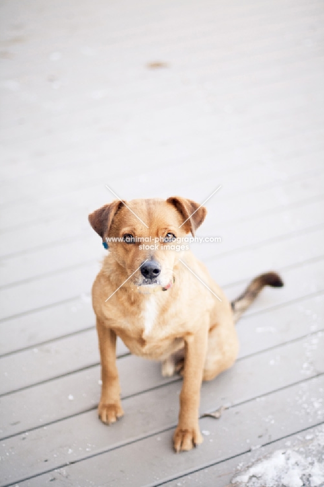 Mixed breed dog sitting on deck