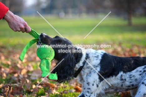 black and white english springer spaniel playing tug of war with owner