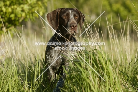 German Shorthaired Pointer behind long grass