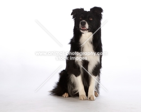 border collie on white background