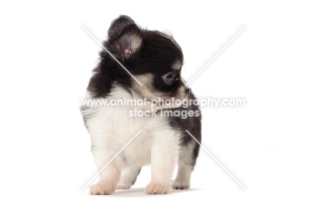 longhaired Chihuahua puppy on white background