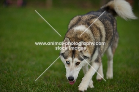 alaskan malamute mix walking in a grass field