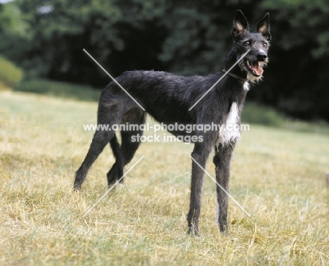 Lurcher on grass