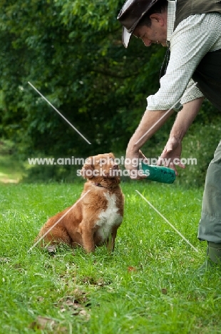 Nova Scotia Duck Tolling Retriever retrieving to owner