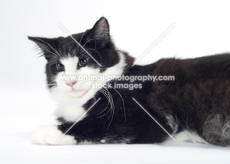 Black & White Norwegian Forest Cat lying down