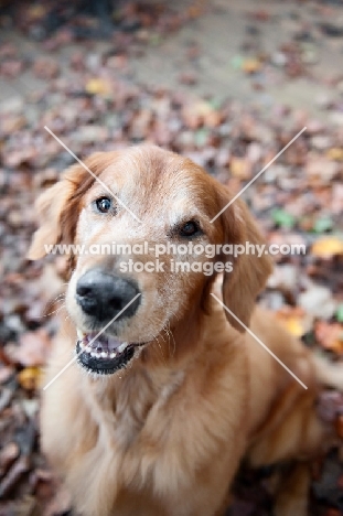 golden retriever smiling