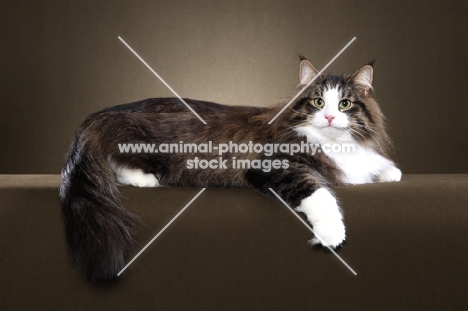 Norwegian Forest Cat, lying down