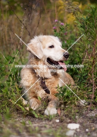 Golden Retriever lying down in greenery