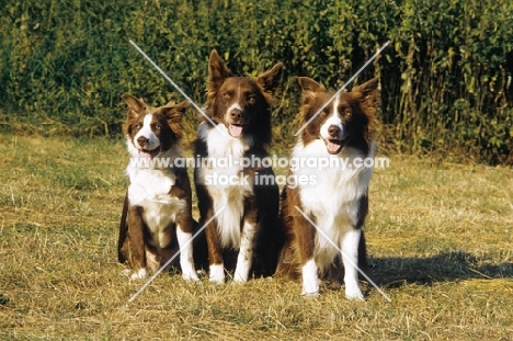 Border Collie Group