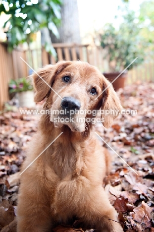 golden retriever tilting head