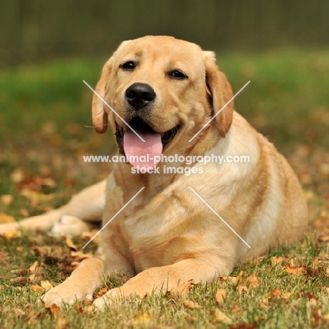 Labrador Retriever lying down on grass