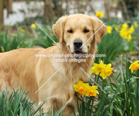 Golden Retriever near daffodils