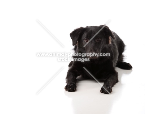 Cross bred Dog on white background