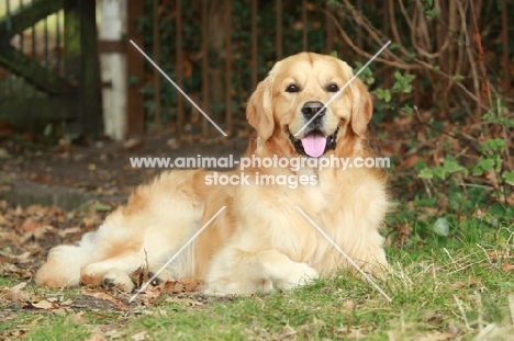 Golden Retriever lying down