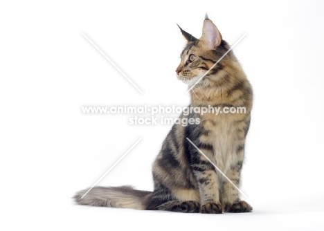 brown classic tabby Maine Coon cat, looking away