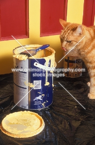 cat near a tin of paint