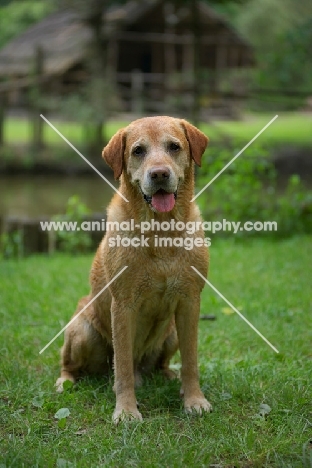 yellow labrador retriever posing in front of a wooden building