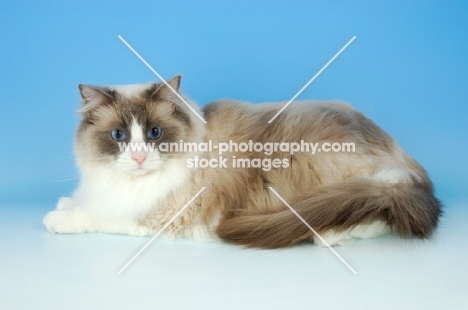 blue bi-colour ragdoll cat, lying down on blue background