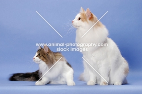 Brown Mackerel Tabby & White and Cream Mackerel Tabby & White Norwegian Forest Cats
