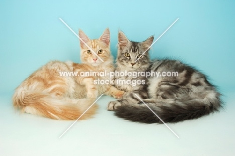 two maine coon cats on blue background, cream silver tabby and silver tabby