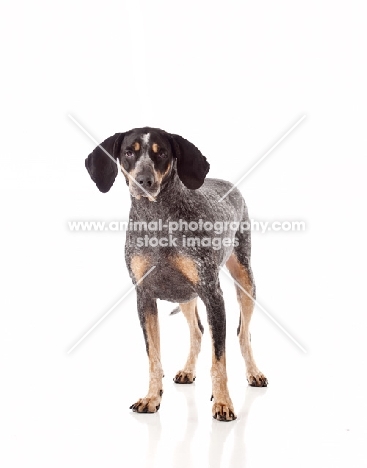 dog standing on white background looking at camera