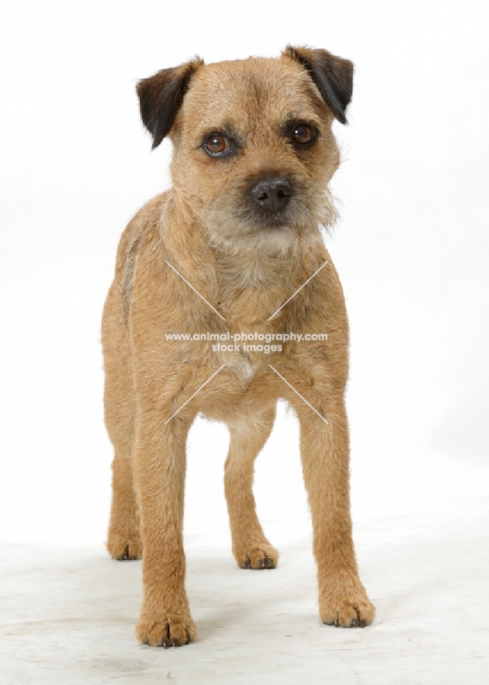 Australian Champion Border Terrier