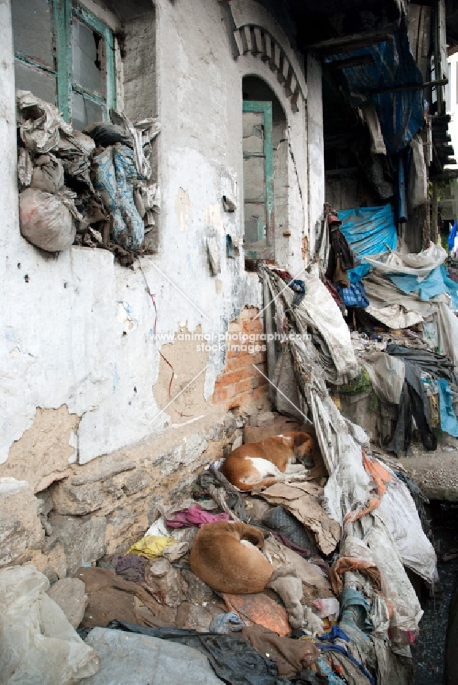 two stray dogs sleeping in the street